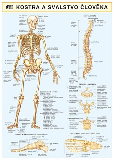 Tabulka Kostra a svalstvo člověka