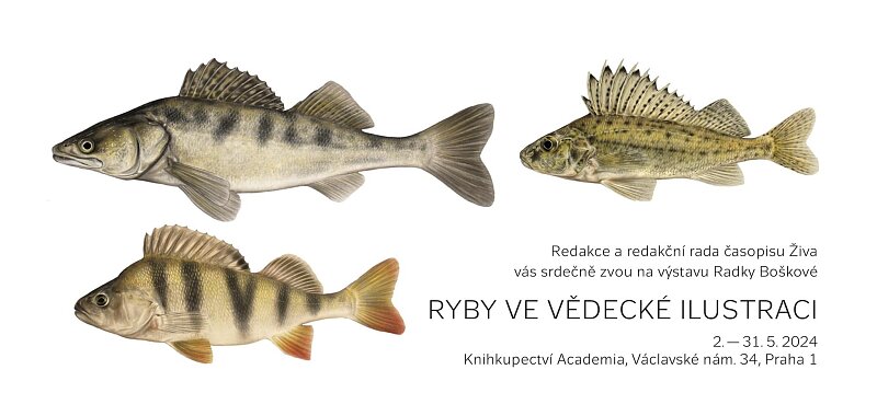 Výstava Radky Boškové: Ryby ve vědecké ilustraci