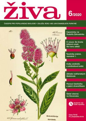 Živa 6/2020