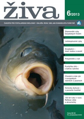 Živa 6/2013