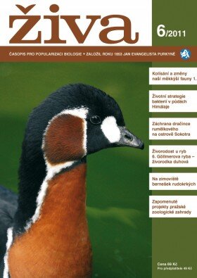 Živa 6/2011