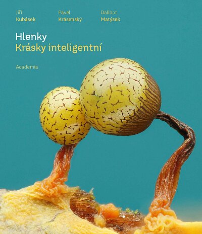 Slime Molds. Intelligent Beauties