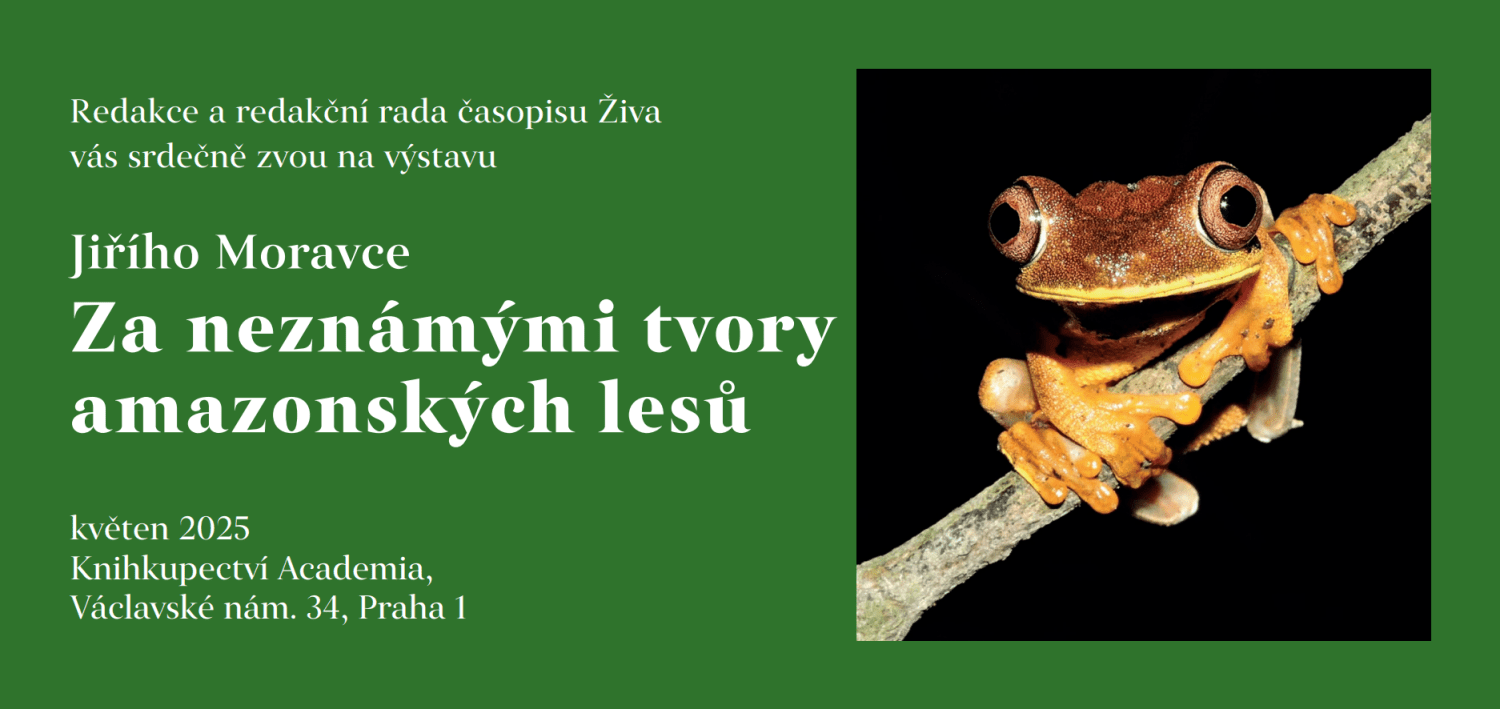 Pozvánka