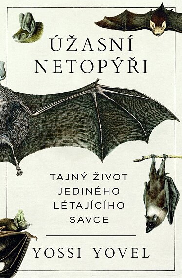 Úžasní netopýři
